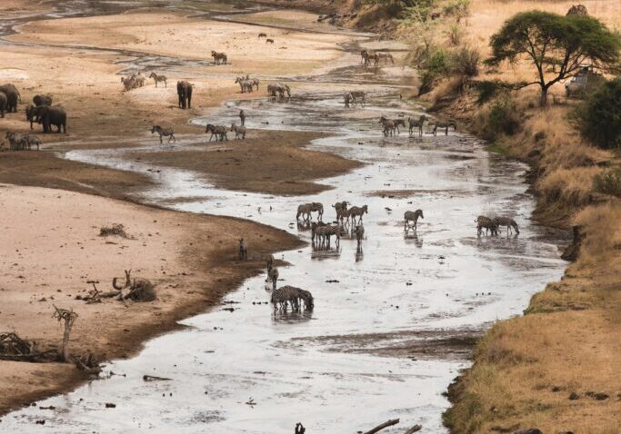 A herd of animals walking across a river.